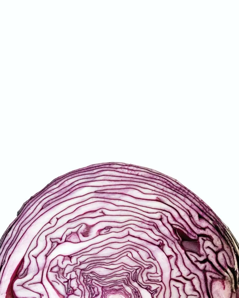 Close-up of a red cabbage